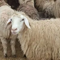گوسفند زنده.جهت.عید قربان.قربانی