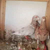 کفتر جفتی با ماده سرور تکی