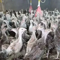 بوقلمون