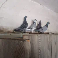 پلاکی مسابقه داده