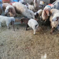 میش با بره نر 10عدد