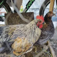 مرغ و خروس محلی