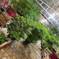باریستا دختر تایم کاری ۴ الی ۵ ساعت