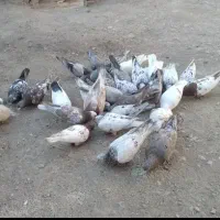 فروش کفتر