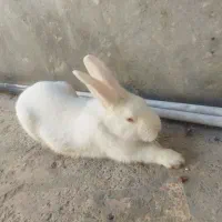 خرگوش کامل سفید چشم شرابی