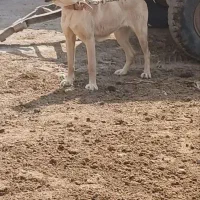 سگ سرابی.