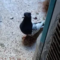 پرنده