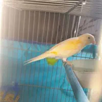 پرنده مست