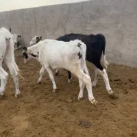 گوساله نر ۲۰۰کیلویی