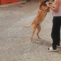 فروش سگ نگهبان