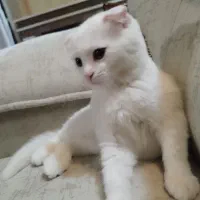 گربه|گربه|لنجان, |دیوار