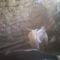 بز  و بزغاله