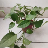 گل پتوس سبز(ارسال به نقاط کازرون)|گل و گیاه طبیعی|کازرون, |دیوار