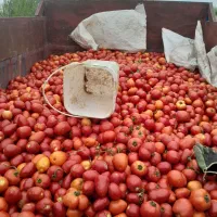 گوجه ربی