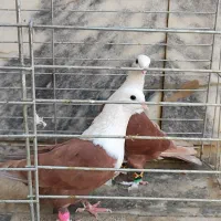 کلاغ سرخ نرماده