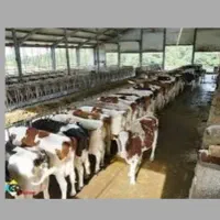 نیازمند سرمایه گذاری مشارکت با سود صددرصدی
