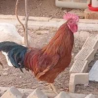 خروس بومی