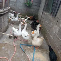 غاز محلی تخم گزار مرغ محلی تخم گزار