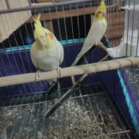 عروس هلندی فول دستی