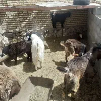 بره نرکشتی نیم گوشت