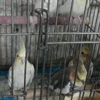 عروس هلندی