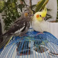 جوجه عروس هلندی
