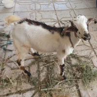 کهره نر
