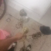 لوستر 12شعله برنز