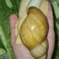 حلزون آپارتمانی خاویار حلزون تراریوم حلزون