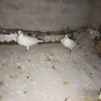 جف دستپرسیاه پرفربضمانت عکس پدرمادرشون گذاشتم