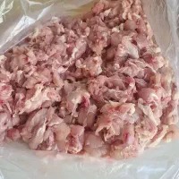 بچه فیله مرغ