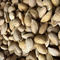 فروش بادام سنگی پوست نازک