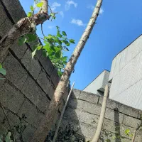 درخت صنوبر