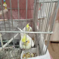 عروس هلندی دستی وسخنگو باقفس