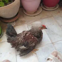 ۵ عدد مرغ وخروس محلی ۶ ماهه