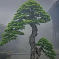 بنسای طبیعی دست ساز سفارشی
