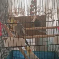 عروس هلندی و اردک