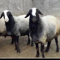 گوسفند زنده بهداشتی‌پلاک‌سلامت‌پروارمغانی