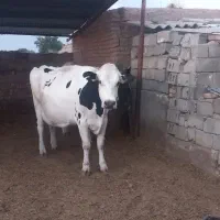 گاو شیری شگم سه آبستن نزدیک زایمان