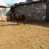 بره نر افغانی اینده دار