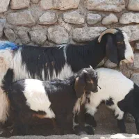 بزدوقلوزا