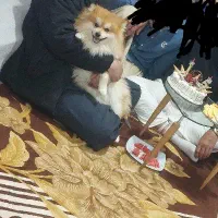 به یک سگ ماده پامرانین ماده اصیل وارداتی کشش نیازم