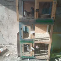 کفتر کبوتر و جفت کن مفت
