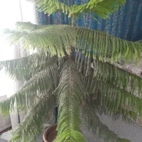 کاج مطبق