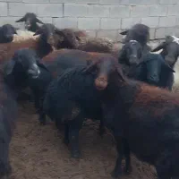 گوسفند داشتی