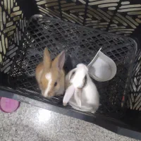 بچه خرگوش دو عدد