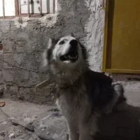سگ هاسگی|سگ|گرگان, |دیوار
