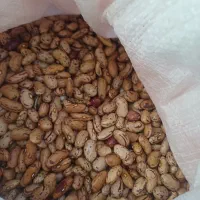 لوبیا چیتی درختی