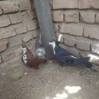 یک جفت ریش کرمانی