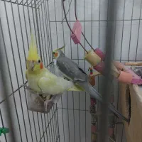 طوطی عروس جفت